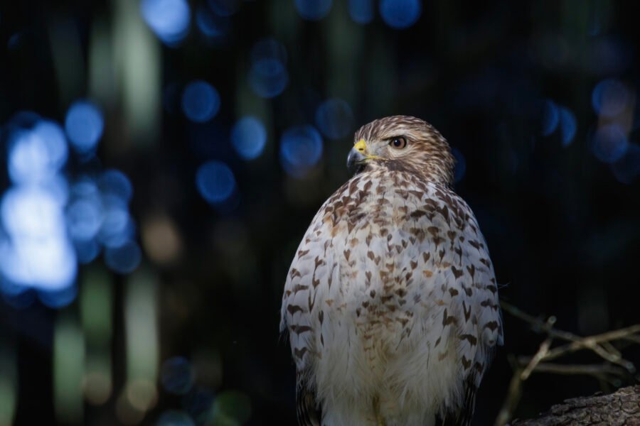 Young Red Shouldered Hawk Watching From Perch