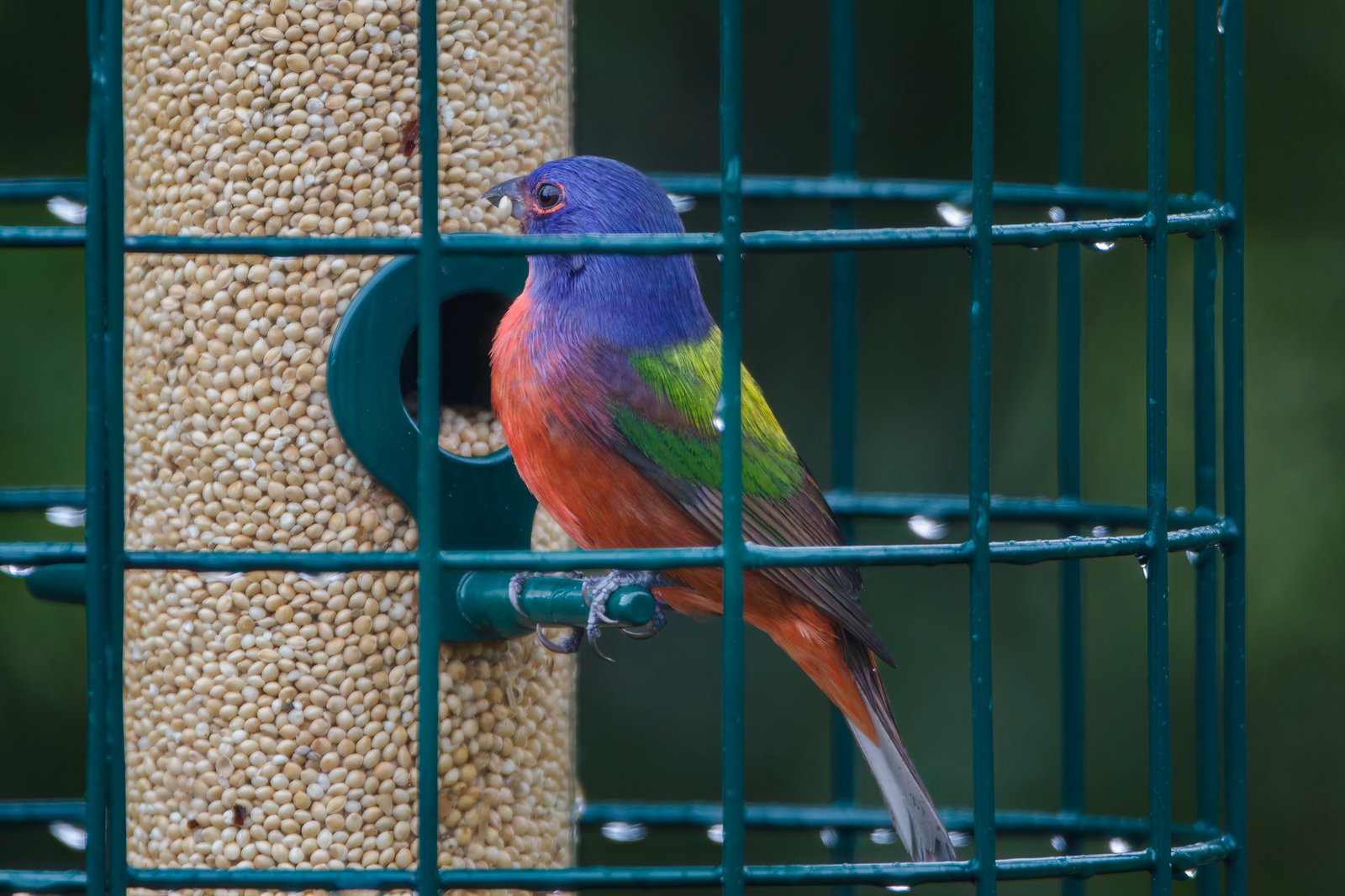 Painted Bunting Male On Millet Feeder