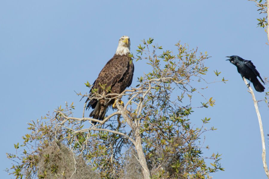 Crow Scolding Bald Eagle In Tree Tops