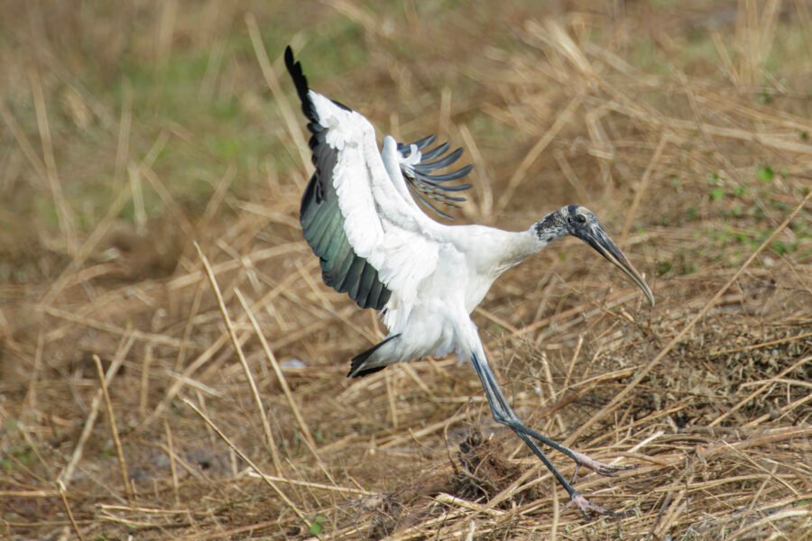 Wood Stork Braking For Landing In Grass