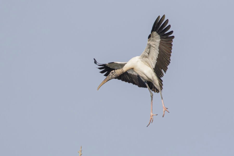 Wood Stork Braking For Landing On Tree Top