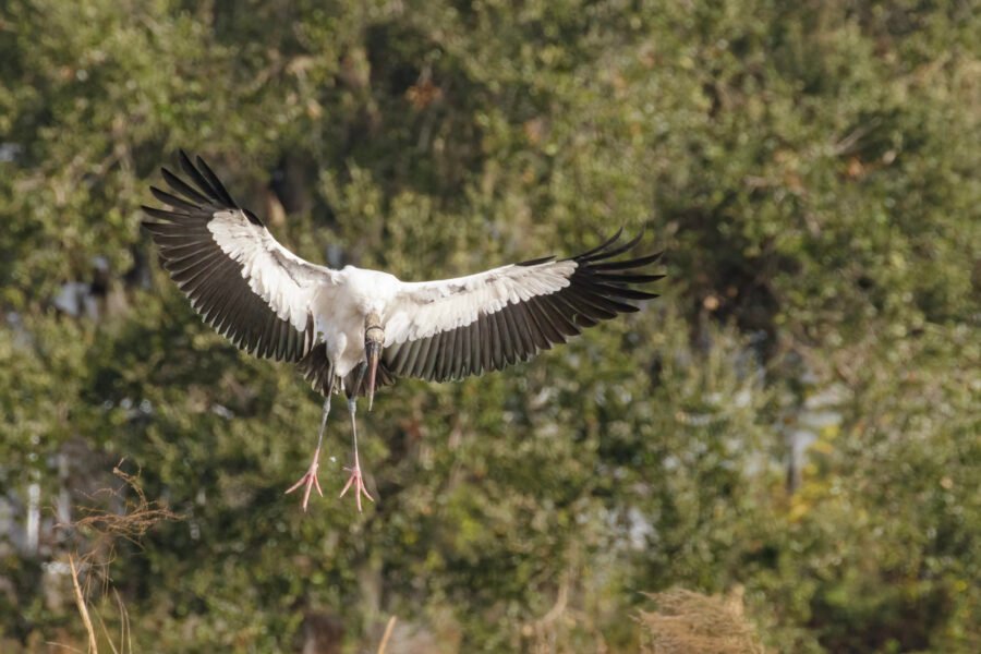 Wood Stork Gliding In For Landing