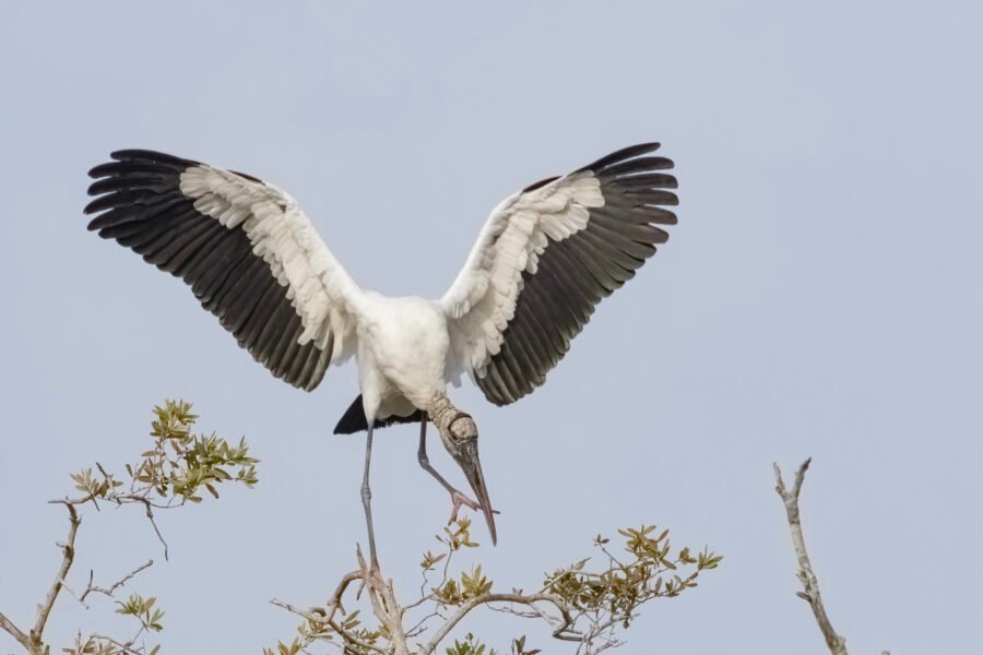 Wood Stork Regaining Balance On Windy Day