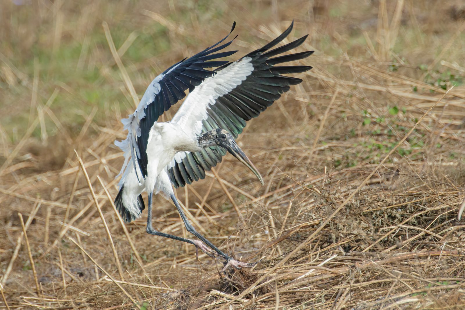 Wood Stork Touching Down In Grass