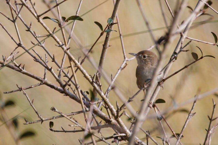 House Wren Perched In Tree