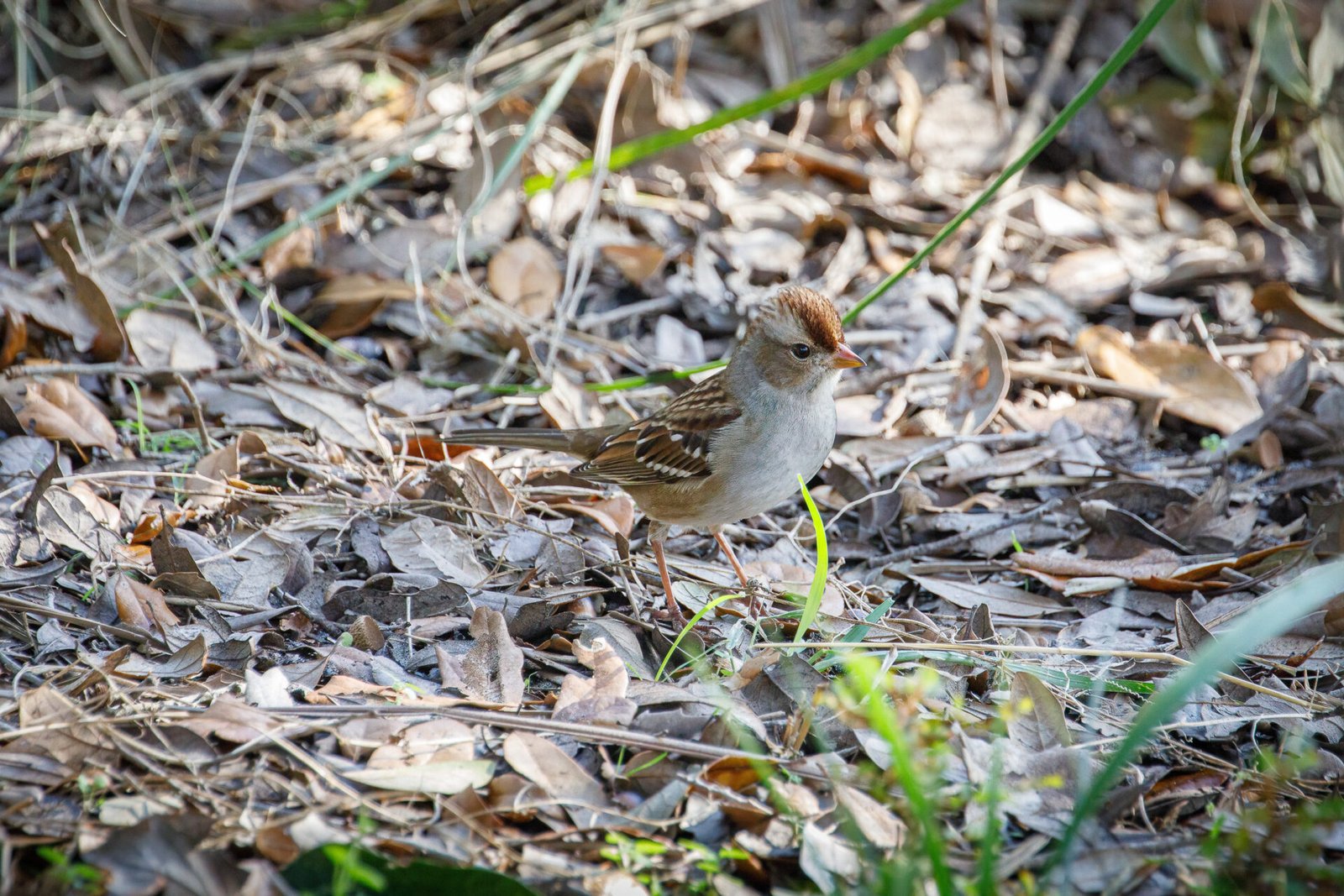 Juvenile White Crowned Sparrow On Ground Searching For Food