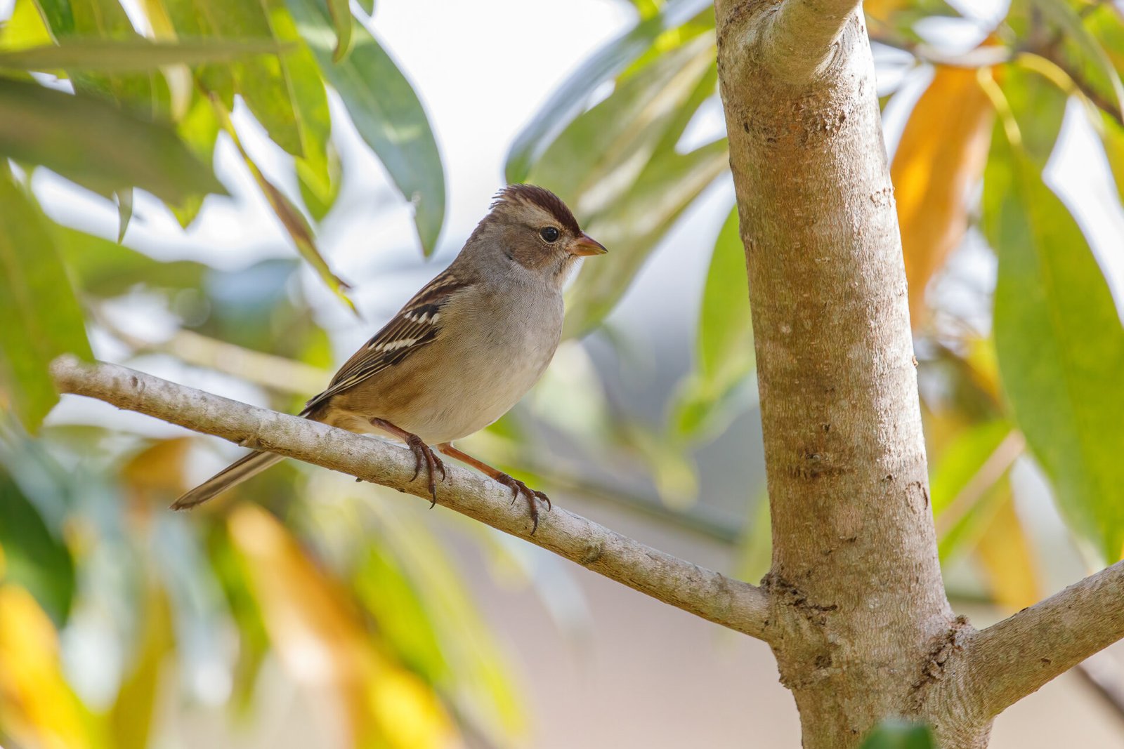 Juvenile White Crowned Sparrow Perched On Branch