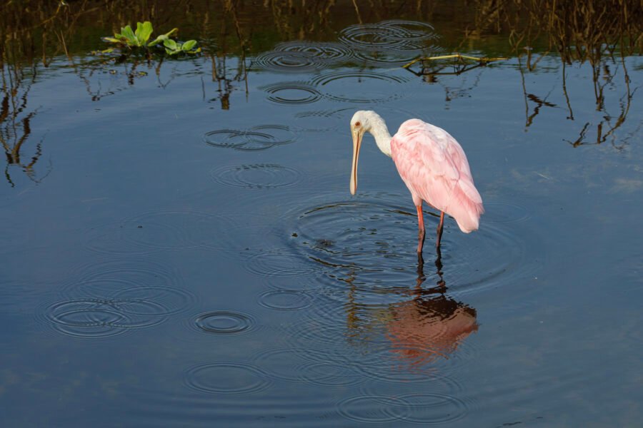 Roseate Spoonbill Standing In Stream Looking Away With Reflectio