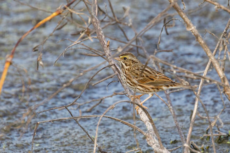 Savannah Sparrow On Branch Near Lake