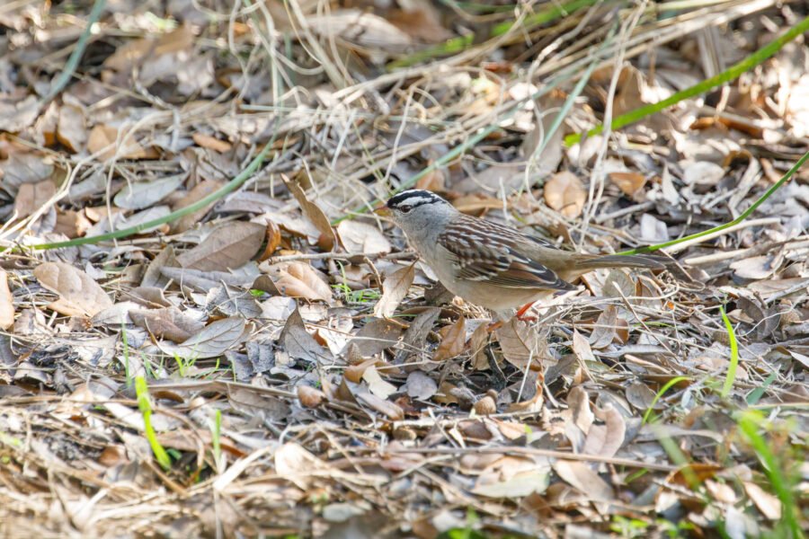 White Crowned Sparrow Scratching For Food