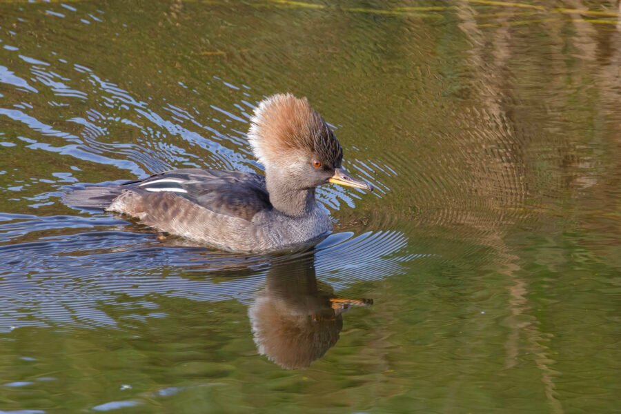 Hooded Merganser Female Swimming In Stream With Reflection