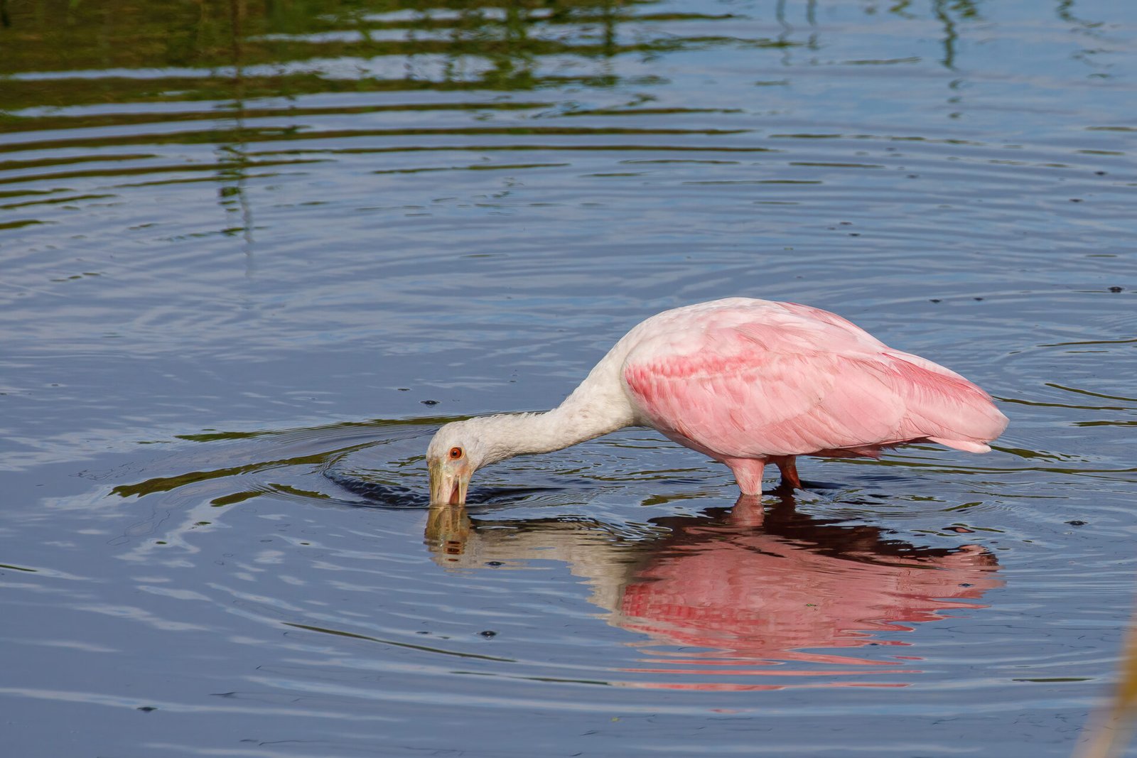 Roseate Spoonbill Skimming In Stream With Reflection