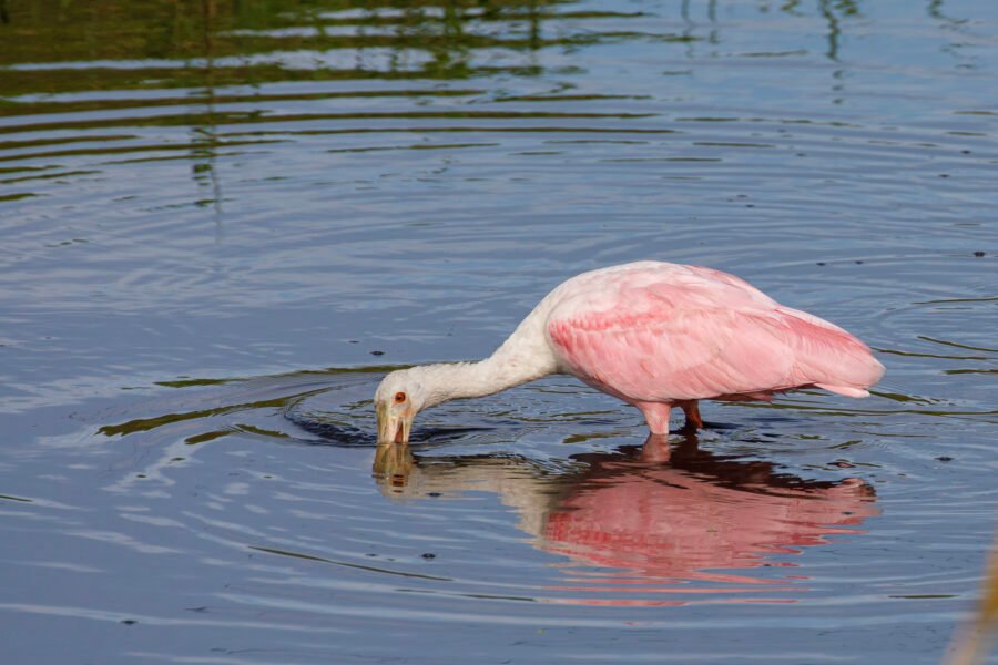 Roseate Spoonbill Skimming In Stream With Reflection