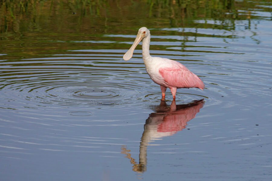 Roseate Spoonbill Standing In Quiet Stream With Reflection