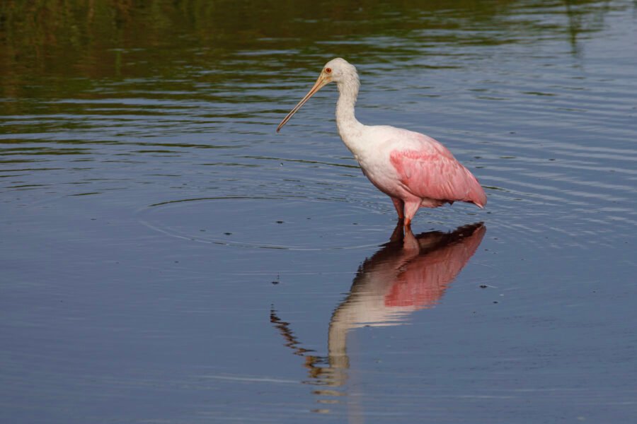 Roseate Spoonbill Walking In Stream With Reflection