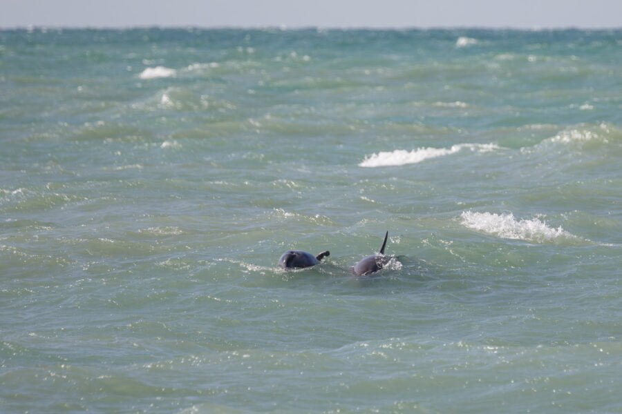 Bottlenose Dolphins Swimming In Rough Surf In Gulf Of Mexico