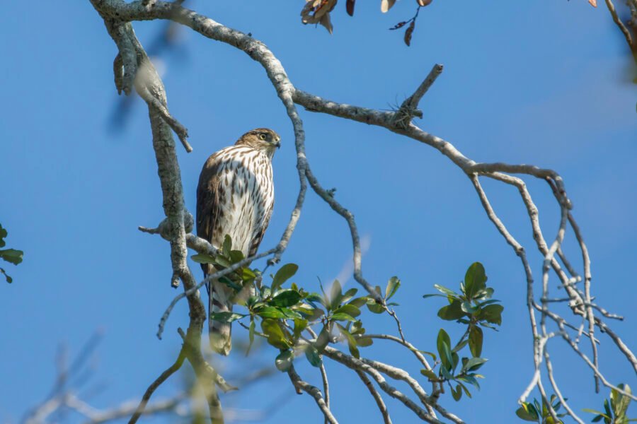 Coopers Hawk Sitting In Tree