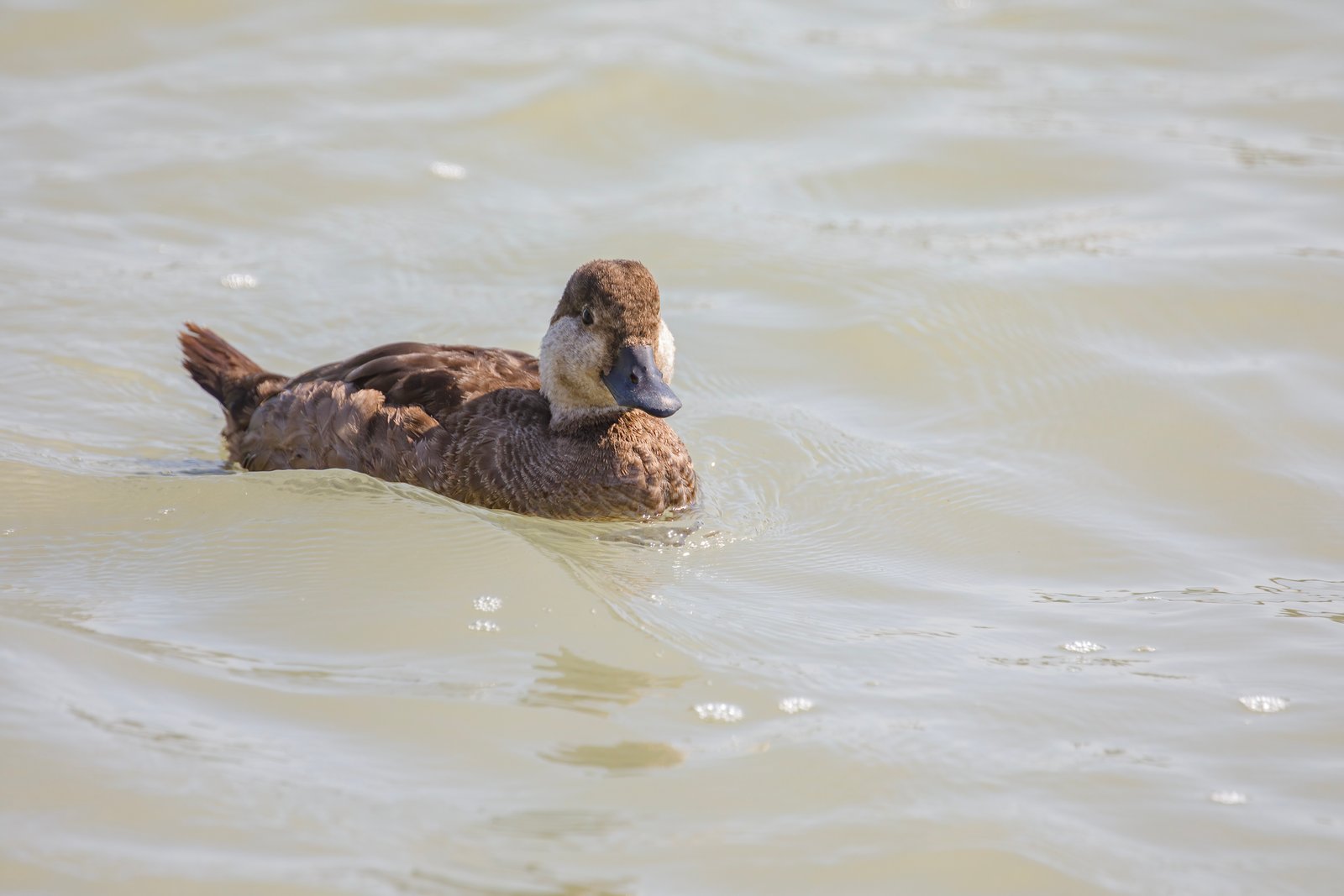 Female Black Scoter Duck Riding The Waves