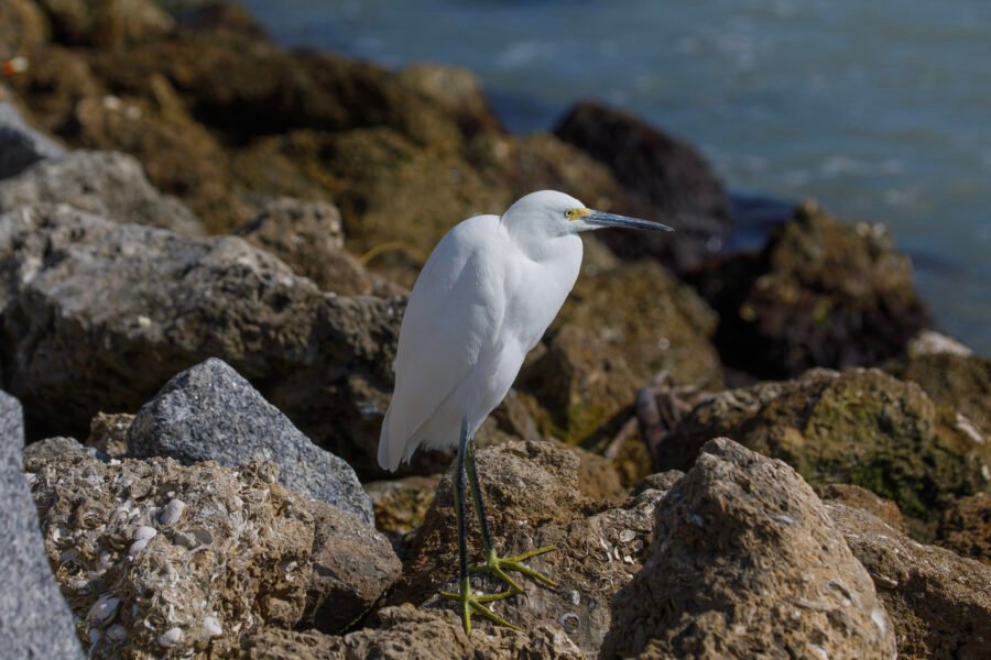 Snowy Egret Resting On Rocks