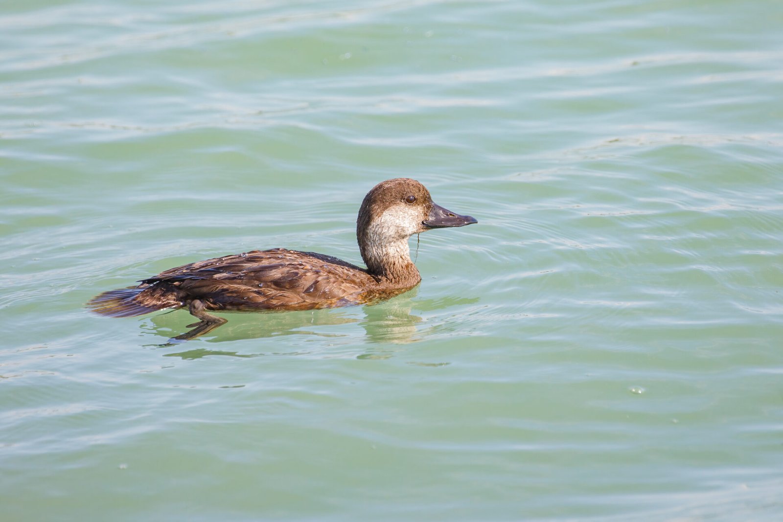Black Scoter Female Swimming Along Breakwaters