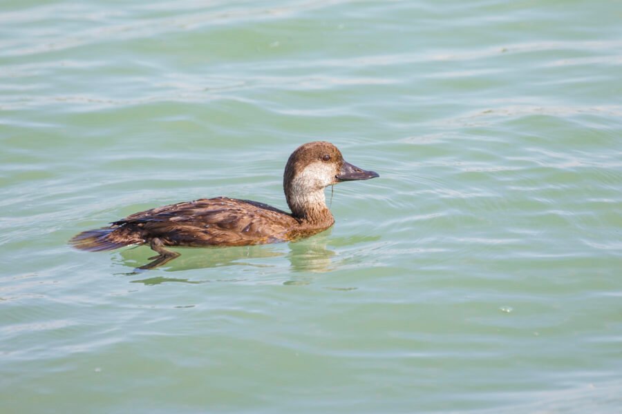 Black Scoter Female Swimming Along Breakwaters