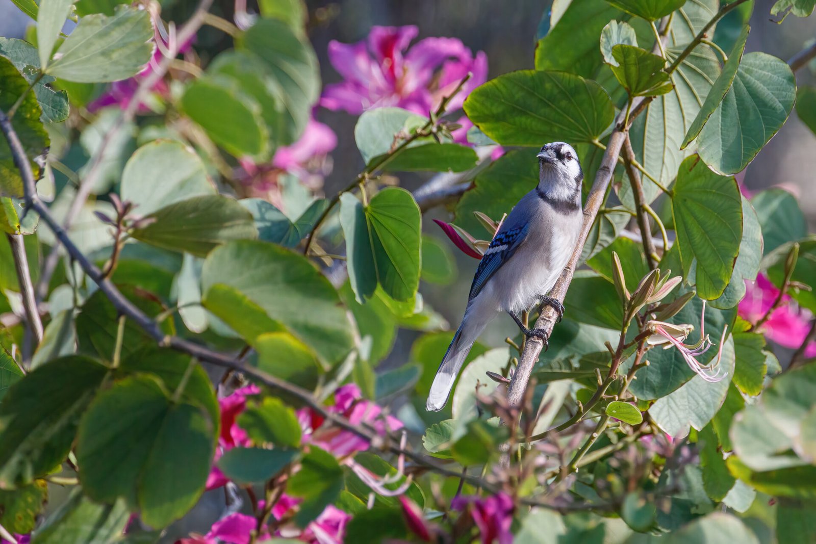 Blue Jay Sitting In Orchid Tree
