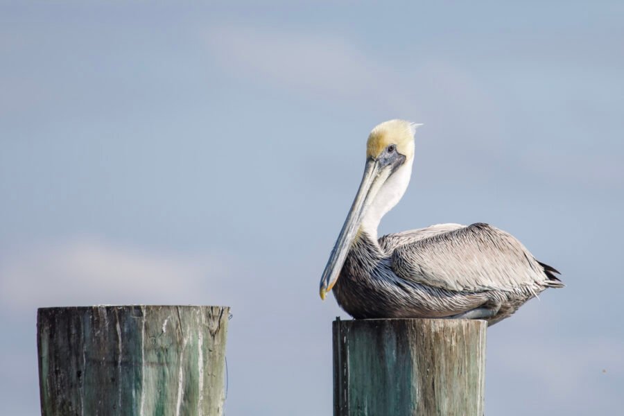 Brown Pelican Resting On Large Post