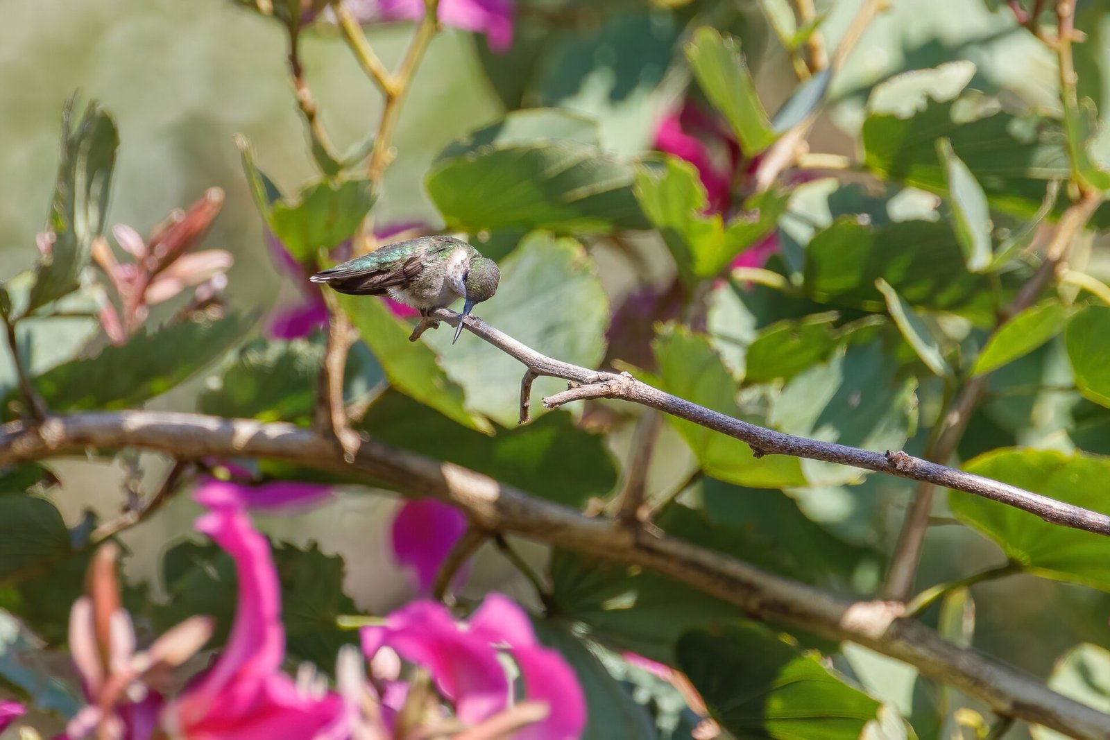 Ruby Throated Hummingbird Cleaning Beak In Orchid Tree