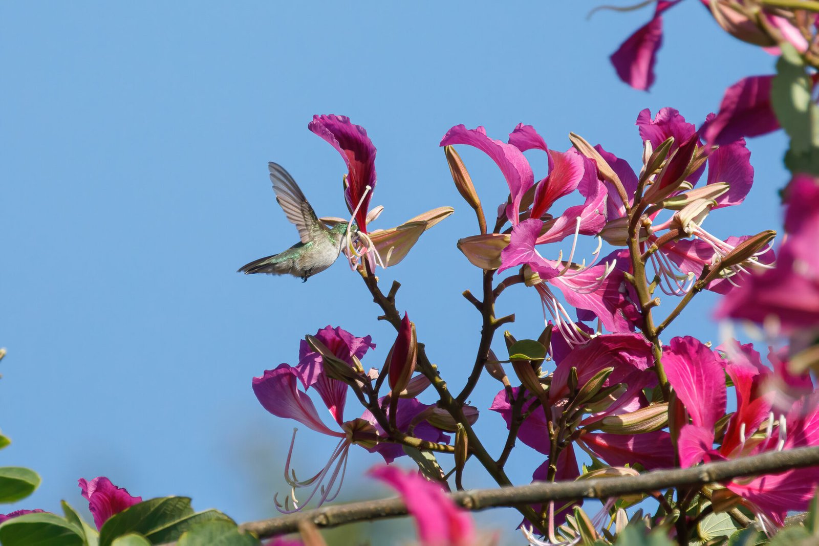 Ruby Throated Hummingbird Feeding In Orchid Tree