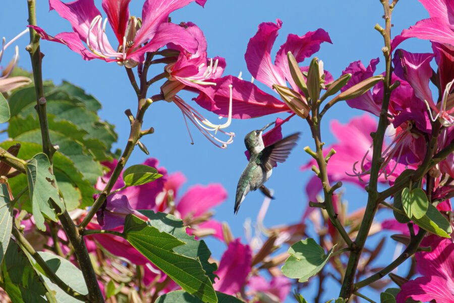 Ruby Throated Hummingbird Hovering In Orchid Tree