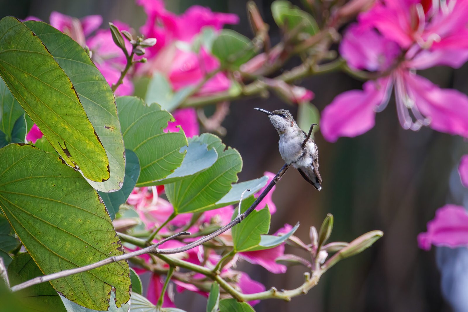 Ruby Throated Hummingbird Perched In Orchid Tree