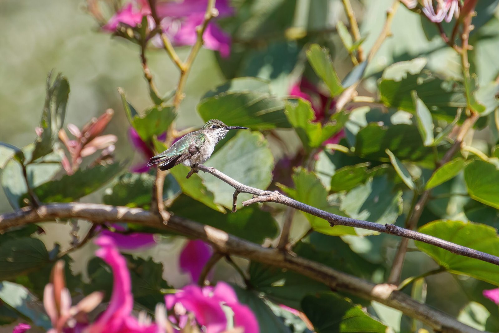 Ruby Throated Hummingbird Perched In Orchid Tree Looking Right