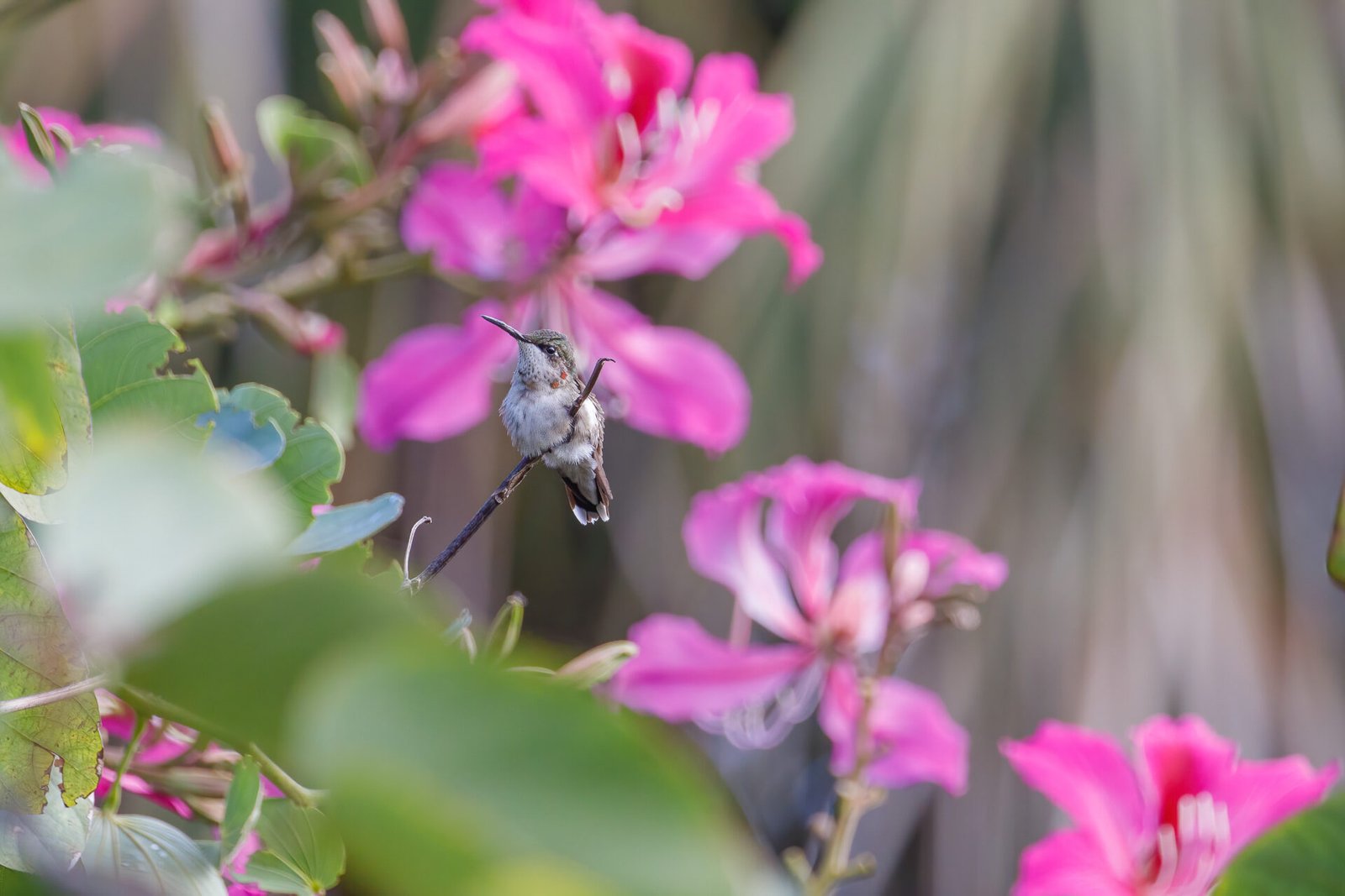 Ruby Throated Hummingbird With Red Spots In Orchid Tree