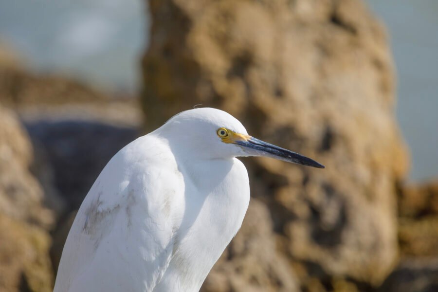 Snowy Egret Portrait On The Rocks