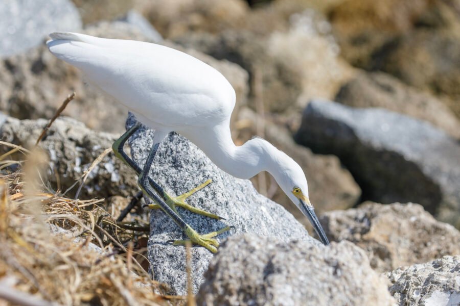 Snowy Egret Stalking Prey In The Rocks