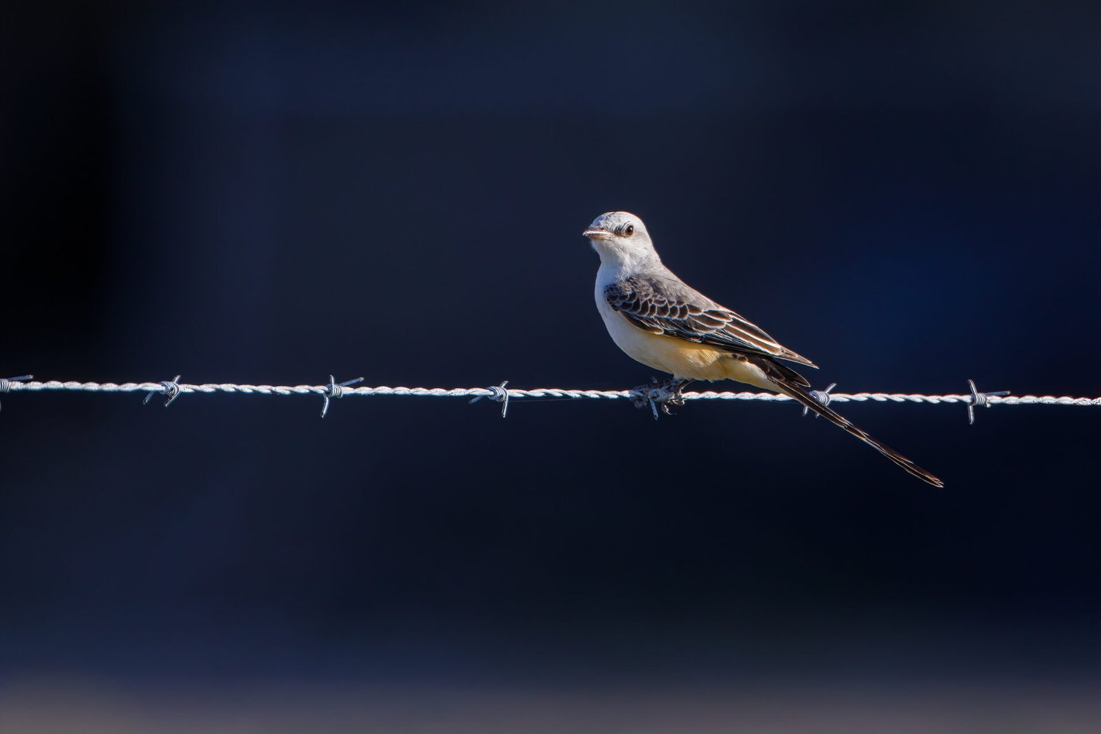 Scissor Tailed Flycatcher Resting On Barbed Wire