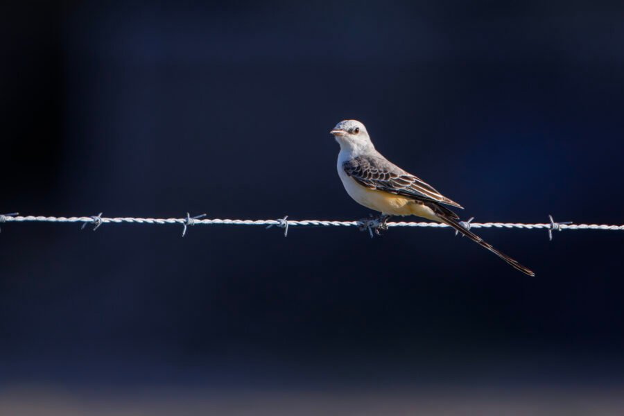 Scissor Tailed Flycatcher Resting On Barbed Wire
