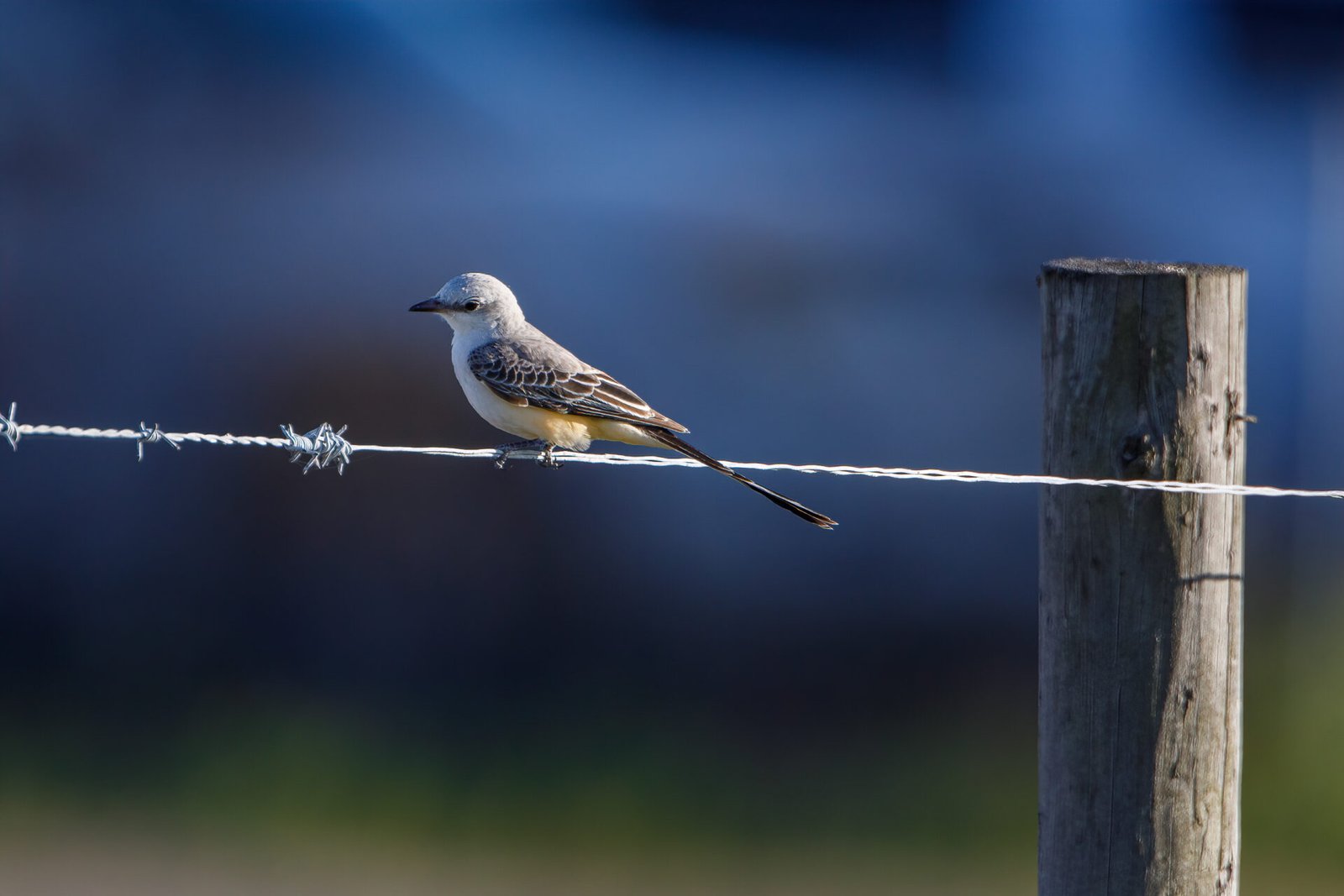 Scissor Tailed Flycatcher Resting On Barbed Wire Fence Near Post