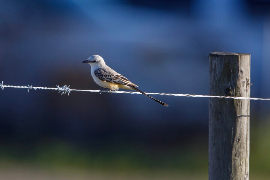 Scissor Tailed Flycatcher Resting On Barbed Wire Fence Near Post