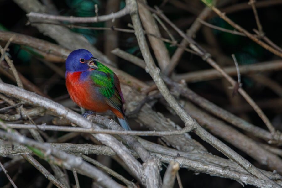 Painted Bunting Male Chattering In Bush