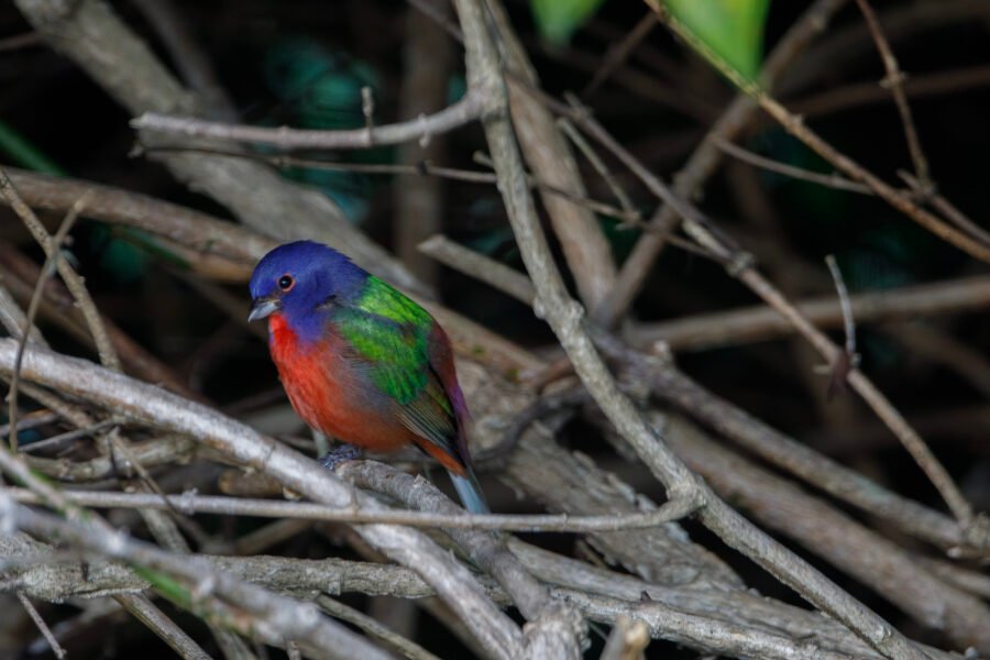 Painted Bunting Male Resting In Jasmine Bush