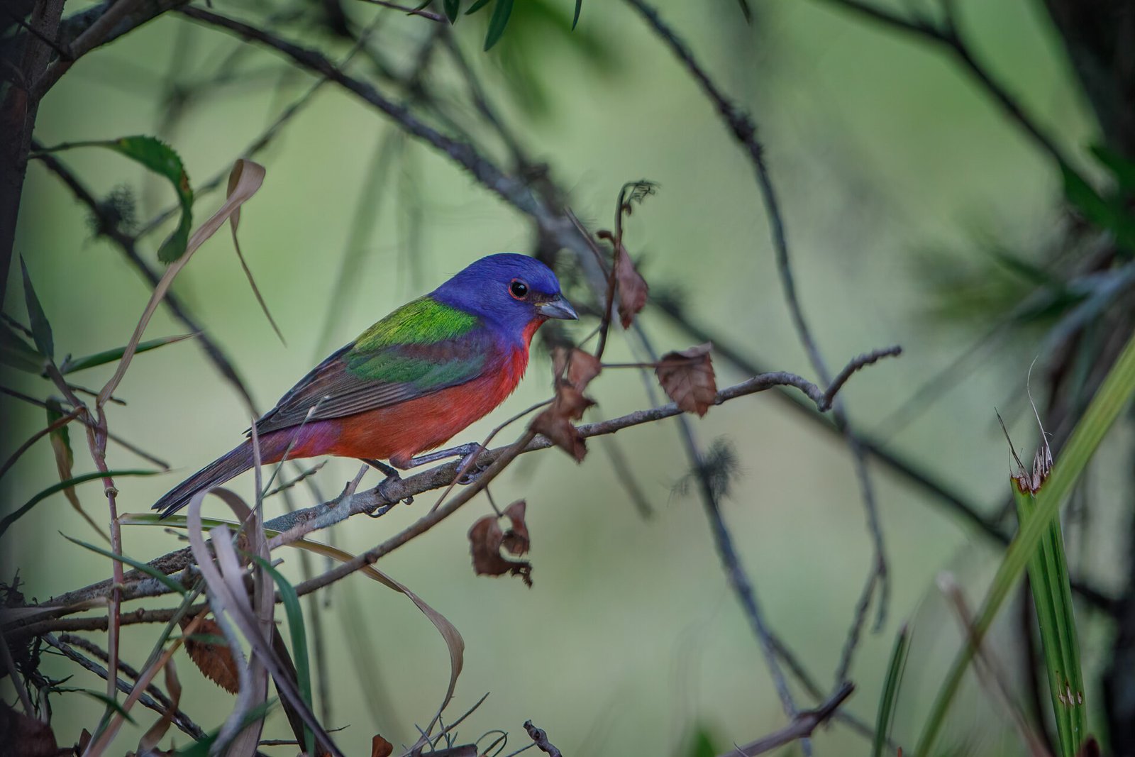 Painted Bunting Male Resting On Bottlebrush Branch