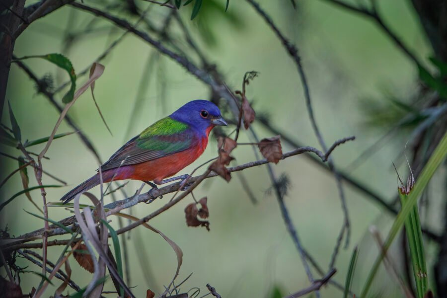 Painted Bunting Male Resting On Bottlebrush Branch