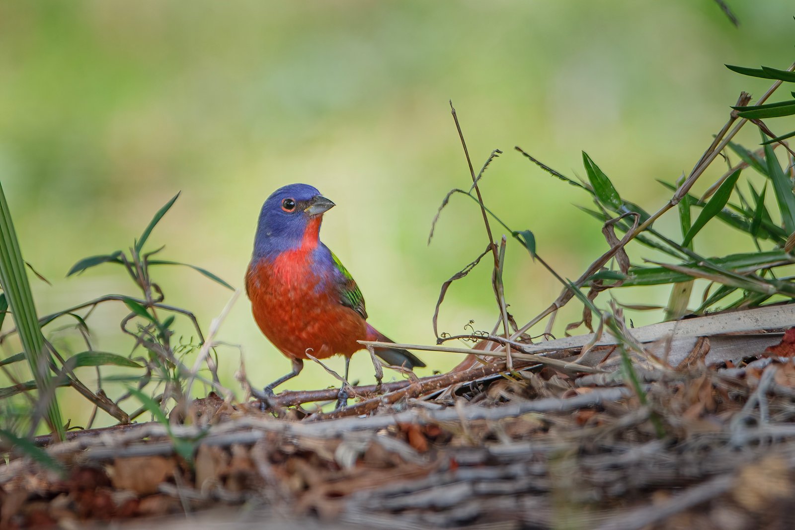 Painted Bunting Male On Ground Looking For Seeds