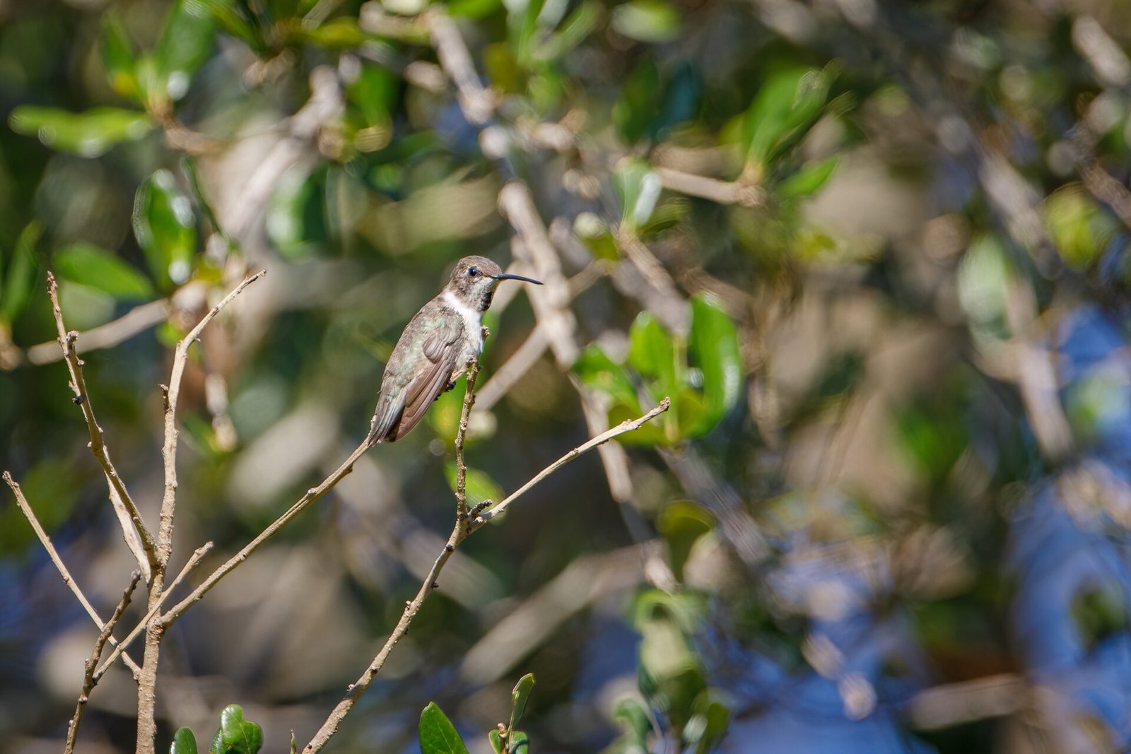Black Chinned Hummingbird Perched On Branch