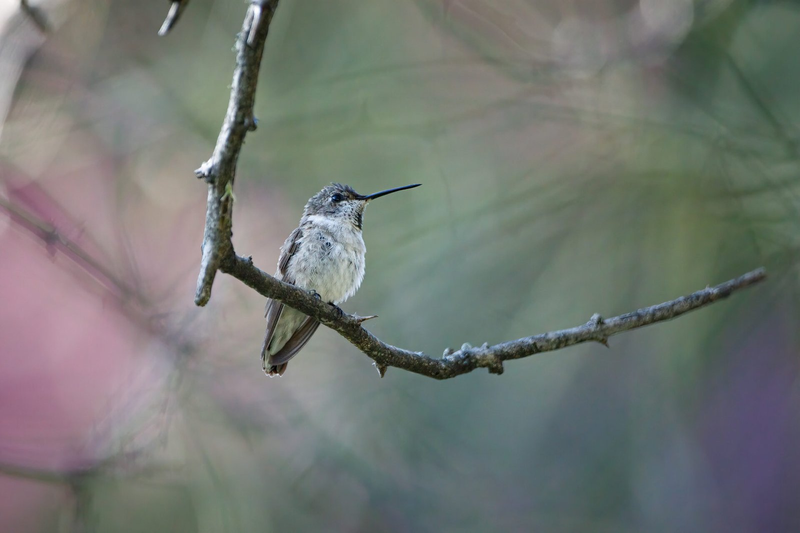 Black Chinned Hummingbird Perched On Hanging Limb