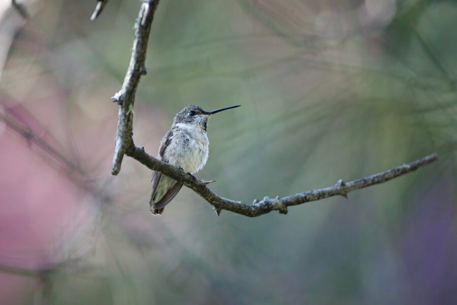 Black Chinned Hummingbird Perched On Hanging Limb