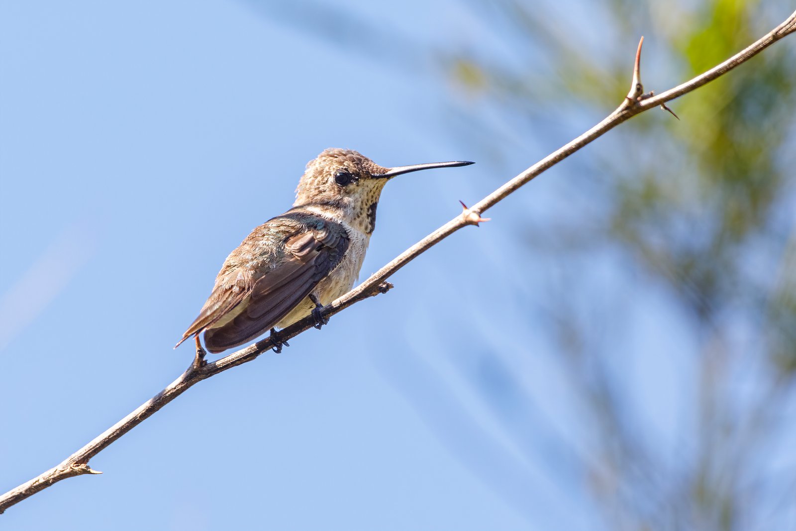 Black Chinned Hummingbird Resting On Thorny Branch