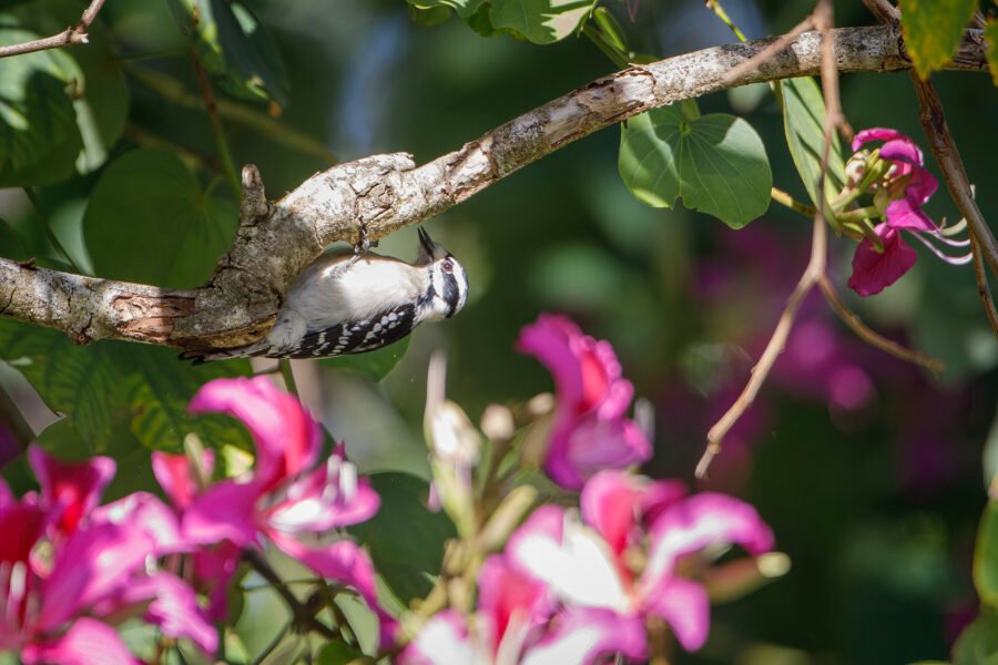 Downy Woodpecker In Orchid Tree