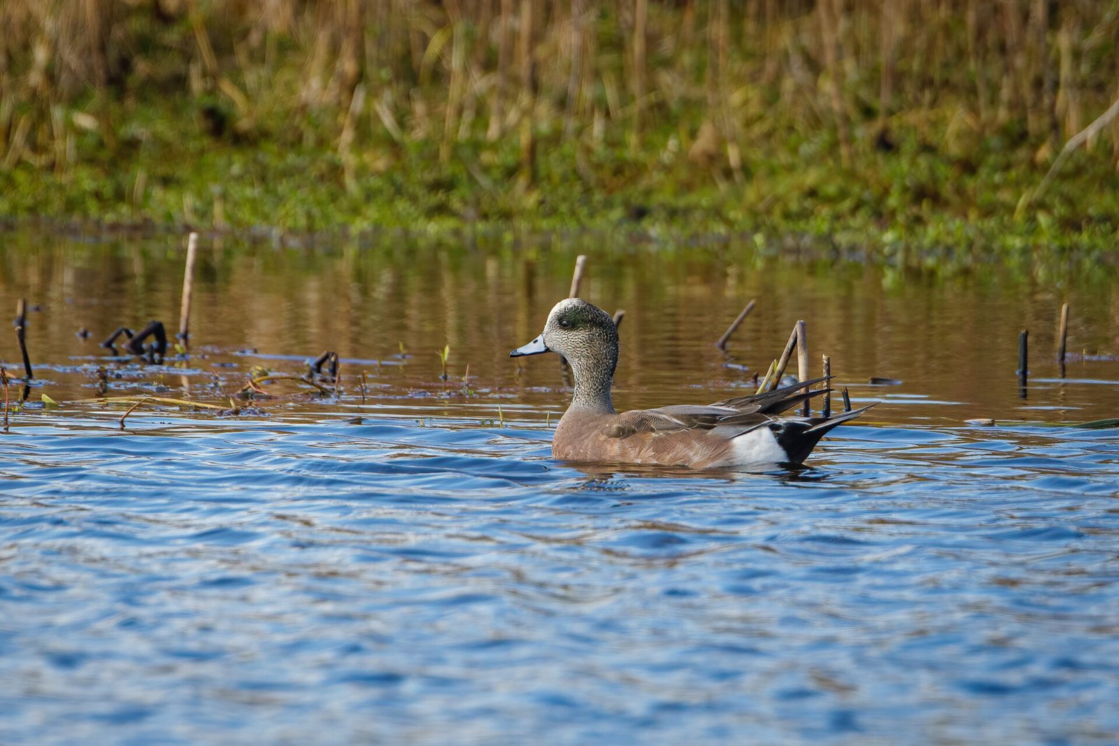 American Widgeon Male Swimming Along Edge Of Reeds